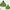 Uniqlo Minimalist Hoody Wanita green photo 1