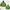 Uniqlo Minimalist Hoody Wanita Green