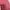 Champion Streetwear Sweater Pria Pink