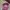 Streetwear Skater Hat Pria multicolor photo 4
