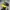Vintage Streetwear Hat Pria Black Yellow
