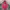 Pancoat Streetwear Hoody Pria pink photo 1