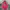 Pancoat Streetwear Hoody Pria Pink