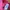 Puma Sportswear Polo shirt Pria pink photo 5