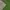 Champion Sportswear Casual T-shirt Pria green photo 3