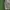 Champion Sportswear Casual T-shirt Pria green photo 4