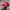 Vintage Streetwear Hat Pria Red Black