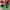 Adidas Casual Casual shoe Pria green red photo 5