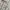 Quiksilver Y2K Casual Formal shirt Pria white black photo 2
