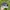 Zoo York Streetwear Y2K Hat Pria navy cream photo 3