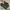 Geox Vintage Luxury Loafer Pria brown photo 1