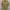 Y2K Casual Casual shirt Pria tan photo 1