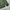 Crocodile Casual Polo shirt Pria green photo 6