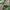 Crocodile Casual Polo shirt Pria green photo 4