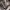 212 Degrees Lolita Casual Cardigan Wanita tan brown photo 3