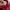 Evisu Streetwear Sweater Pria red photo 4