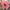 Uniqlo Casual T-shirt Pria Pink