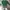 Custo Barcelona Sportswear Casual Sweatshirt Pria green photo 6