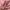 Casual Sweatshirt Wanita pink photo 4