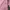 Casual Sweatshirt Wanita pink photo 6