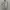 Casual Polo shirt Pria white gray photo 1