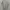 Casual Polo shirt Pria white gray photo 3