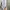 Adidas Sportswear Sweatpants & Joggers Wanita gray photo 3