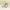 Skechers Streetwear Sportswear Sneakers Pria tan photo 2