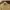 Polo Ralph Lauren Minimalist Casual Polo shirt Pria tan photo 3