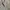 Burberry Vintage Casual shirt Pria silver photo 5
