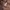 Supreme Luxury Sweatshirt Pria brown photo 6