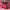 Le Specs Sportswear Pria Pink