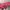 Le Specs Sportswear Pria pink photo 4