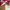 Stradivarius Vintage Scarf Wanita White Red