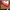 Stradivarius Vintage Scarf Wanita White Red