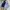 Champion Streetwear Casual Sweater Pria navy gray photo 1