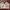 Coquette Bralette Wanita white photo 2