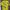 Casual Polo shirt Pria yellow photo 2