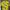 Casual Polo Shirt Pria Yellow