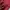 Levi's Vintage Y2K Hoody Pria burgundy red photo 3