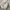 Vintage Y2K Crop top Wanita cream photo 5