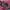 Luxury Casual Messenger bags & Satchel Wanita burgundy photo 8