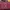Luxury Casual Messenger bags & Satchel Wanita burgundy photo 7