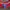 Adidas Streetwear Luxury Sweater Pria multicolor photo 5