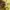 have a good time Minimalist Hoody Pria yellow photo 8