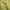 have a good time Minimalist Hoody Pria yellow photo 6
