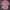 Tommy Hilfiger Y2K Luxury Shirt Wanita pink photo 2