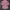 Tommy Hilfiger Y2K Luxury Shirt Wanita pink photo 5
