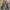 Vintage Jeans Pria gray photo 2