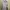 Cider Minimalist Midi Dress Wanita White